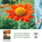 Mexican Sunflower | 100 Seeds/Pk