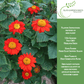 Mexican Sunflower | 100 Seeds/Pk