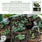 Straight Eight Cucumber | 100 Seeds/Pk