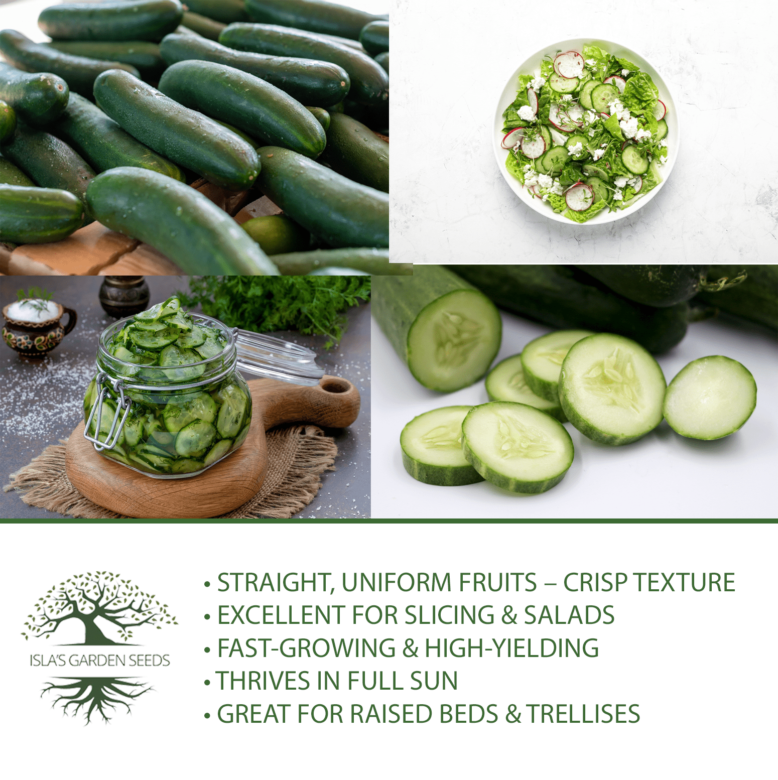 Straight Eight Cucumber | 100 Seeds/Pk