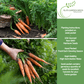 Scarlet Nantes Carrot | 500 Seeds/Pk