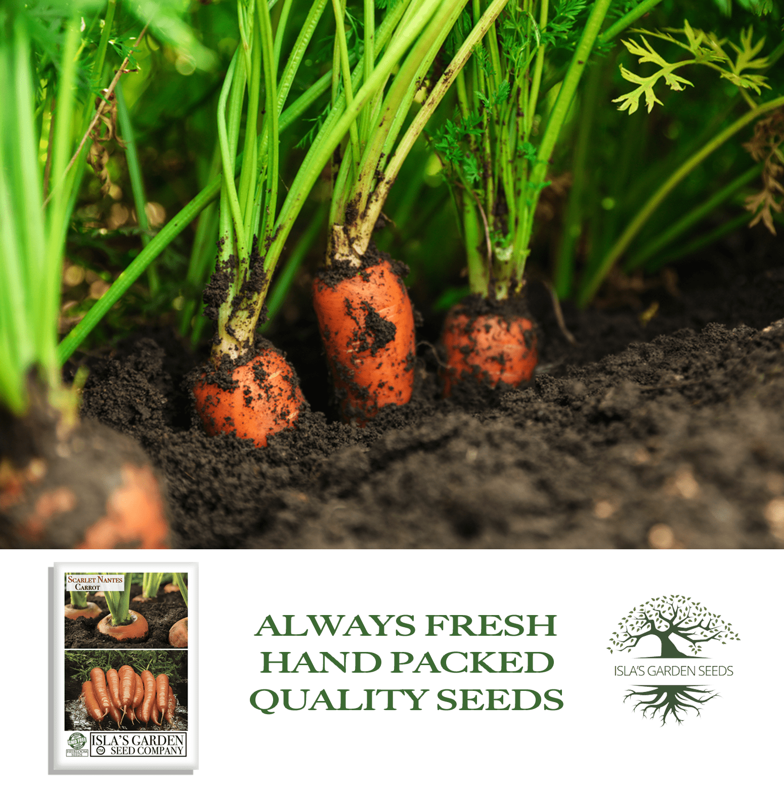 Scarlet Nantes Carrot | 500 Seeds/Pk