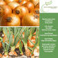 Yellow Sweet Spanish Onion | 750 Seeds/Pk