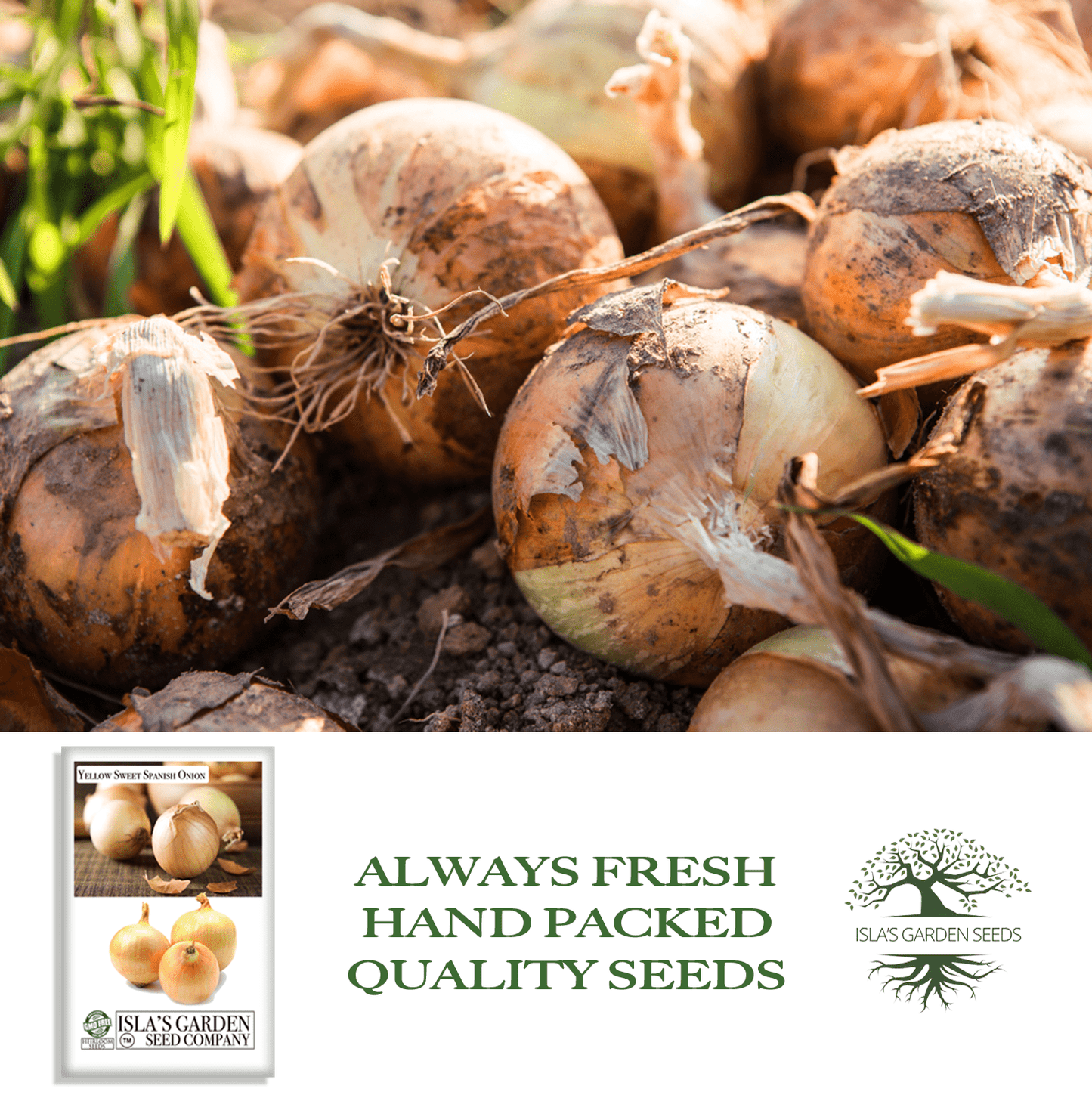 Yellow Sweet Spanish Onion | 750 Seeds/Pk