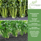 Celery Tall Utah 52-70 Improved | 2,000 Seeds/Pk