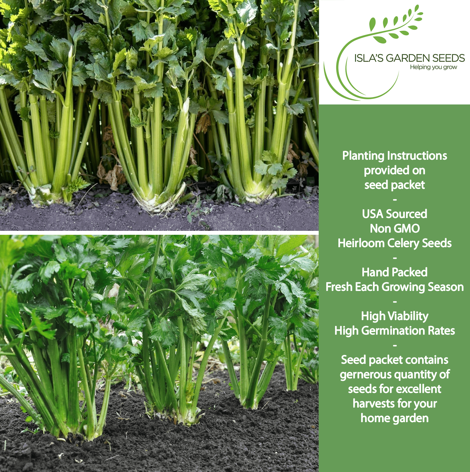 buy celery seeds for planting Celery Tall Utah 52-70 Improved Seeds, 2000 Heirloom Seeds Per Packet, Non GMO Seeds, Isla's Garden Seeds