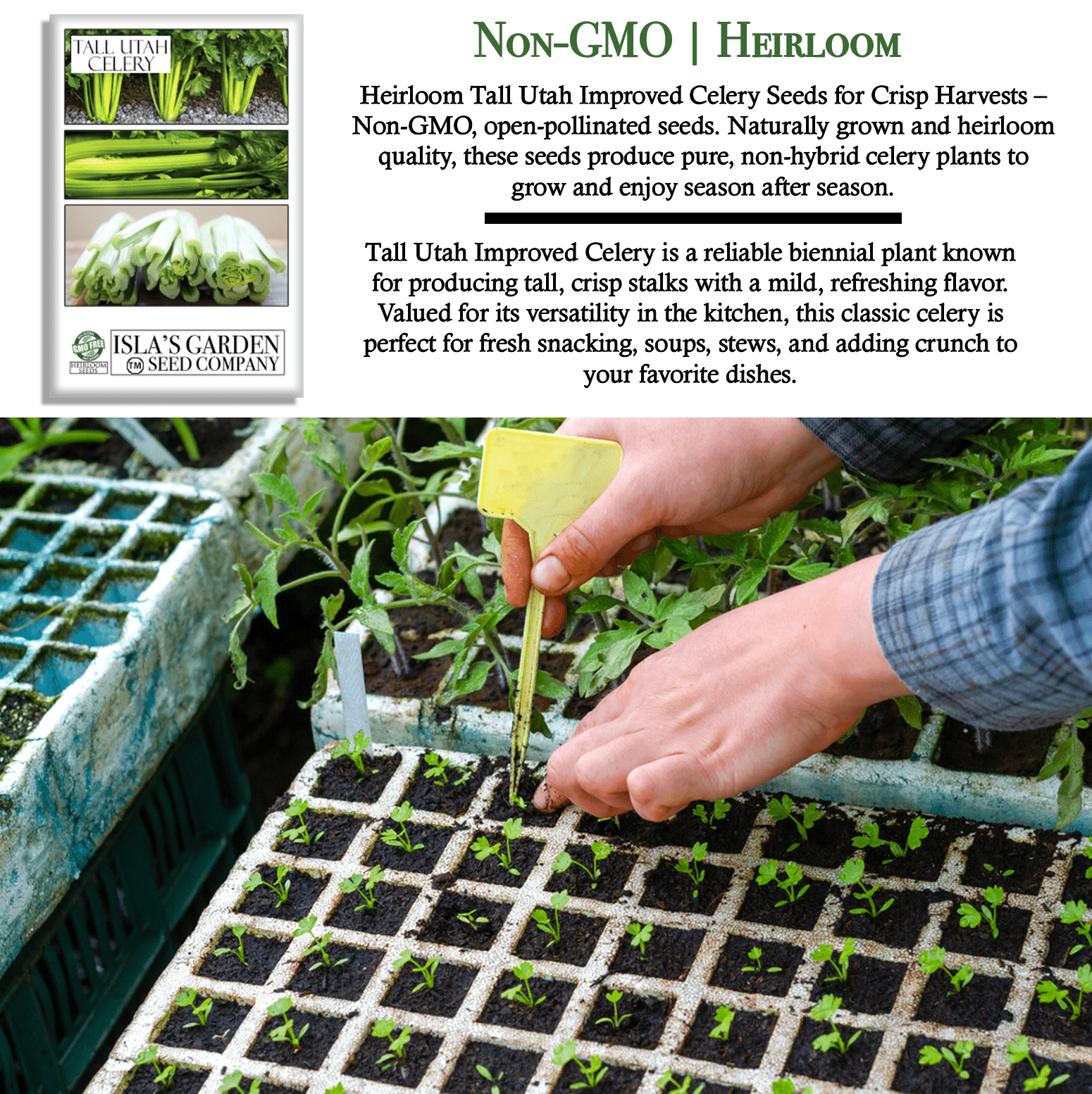 Celery Tall Utah 52-70 Improved | 2,000 Seeds/Pk