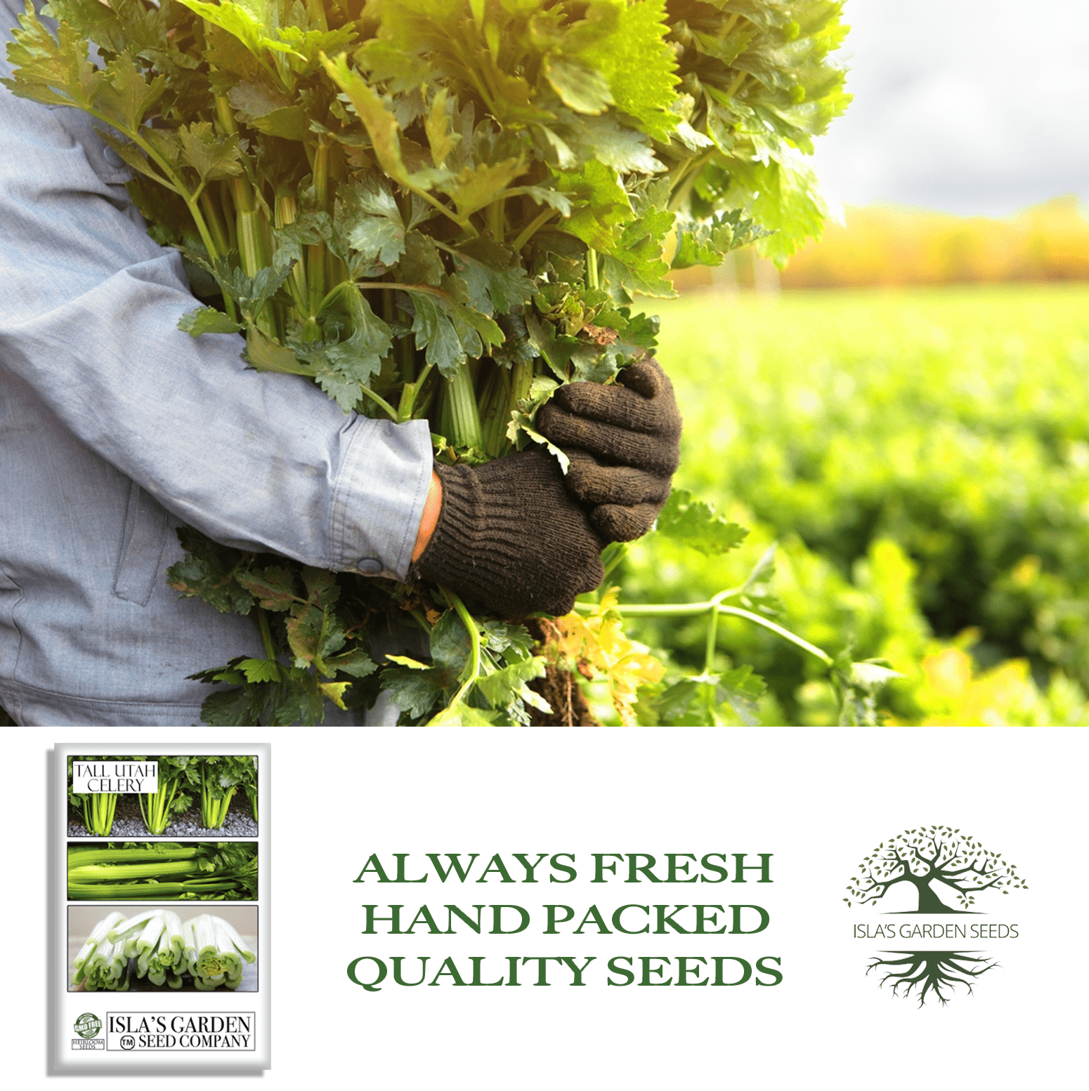 buy celery seeds for planting Celery Tall Utah 52-70 Improved Seeds, 2000 Heirloom Seeds Per Packet, Non GMO Seeds, Isla's Garden Seeds