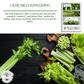 Celery Tall Utah 52-70 Improved | 2,000 Seeds/Pk