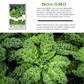 Dwarf Siberian Kale | 500 Seeds/Pk