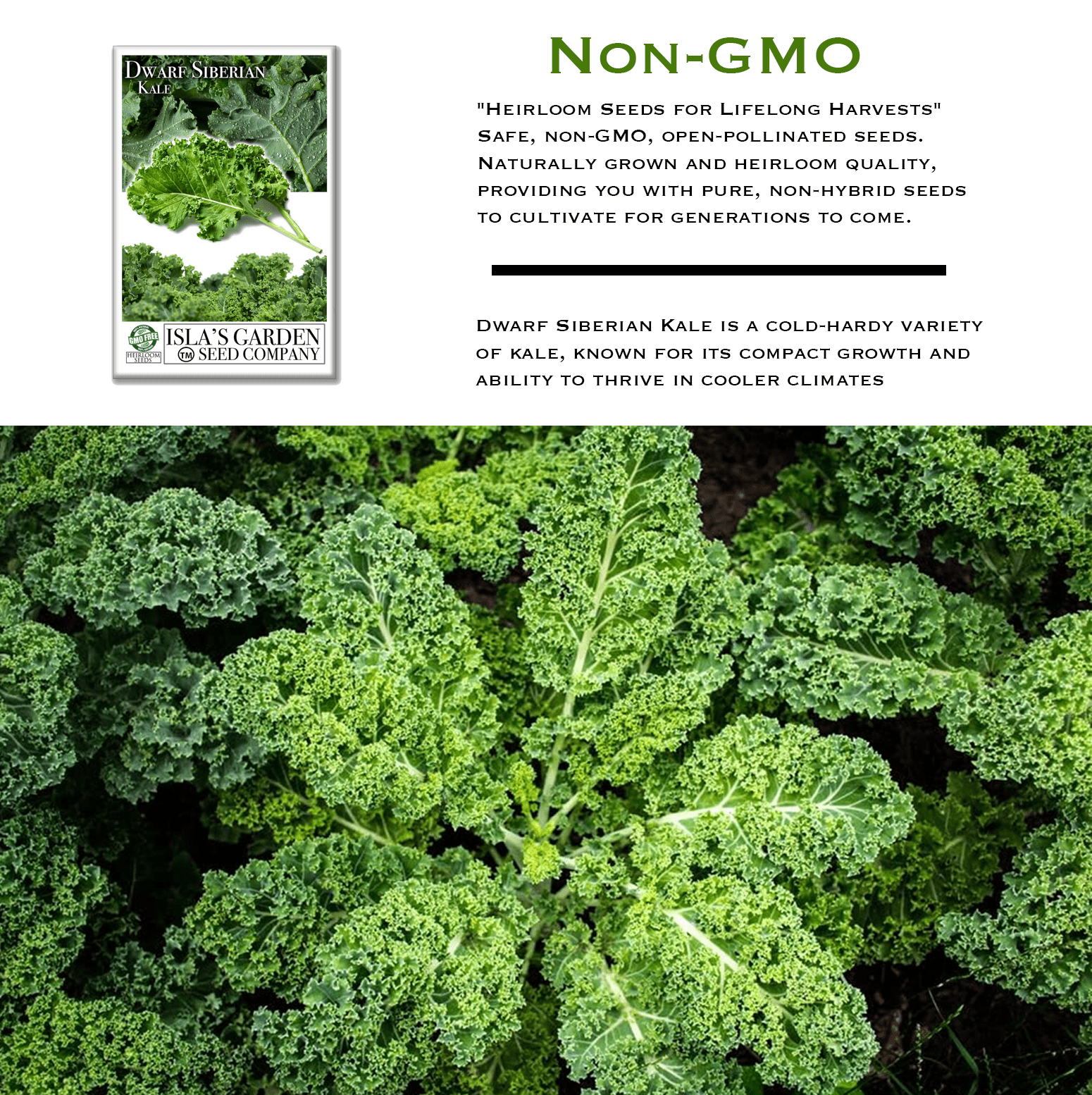 kale seeds for planting Dwarf Siberian Kale Seeds, 500 Heirloom Seeds Per Packet, Non GMO Seeds, Isla's Garden Seeds