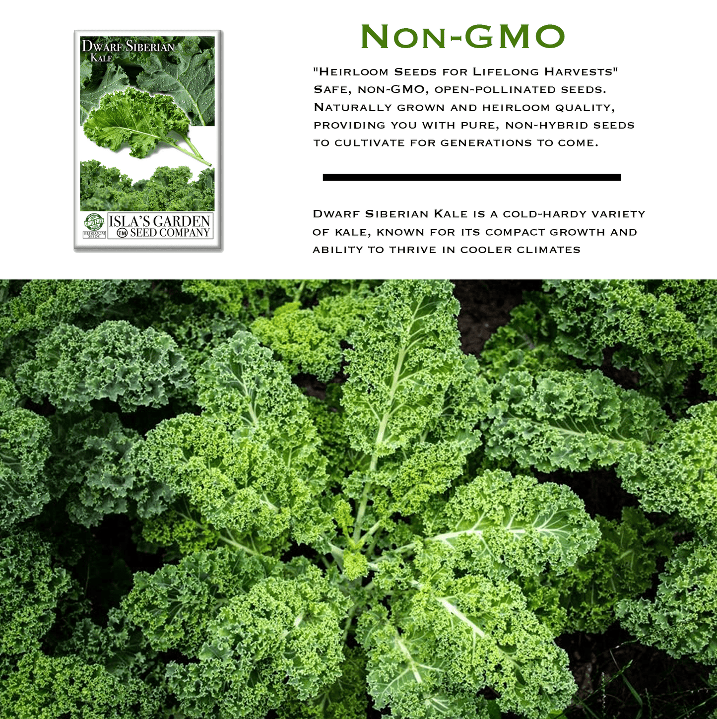 Dwarf Siberian Kale | 500 Seeds/Pk