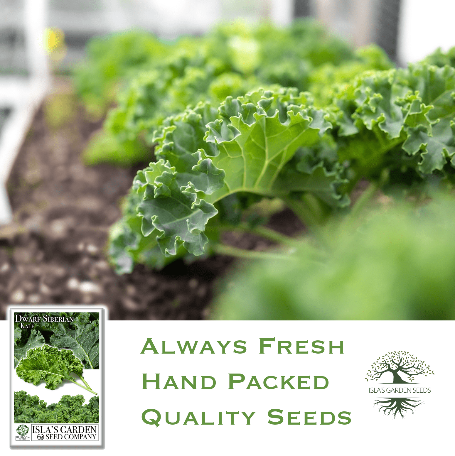 Dwarf Siberian Kale | 500 Seeds/Pk