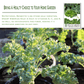 Dwarf Siberian Kale | 500 Seeds/Pk