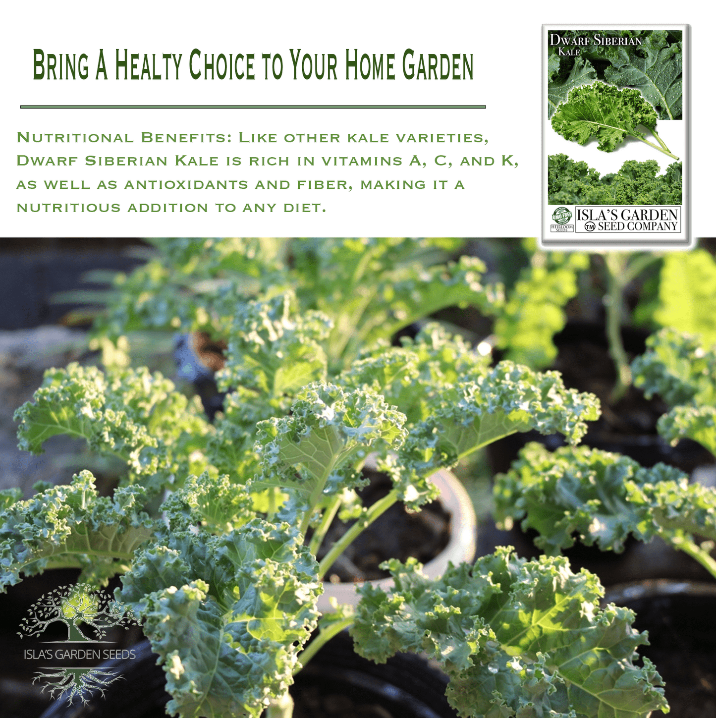 Dwarf Siberian Kale | 500 Seeds/Pk