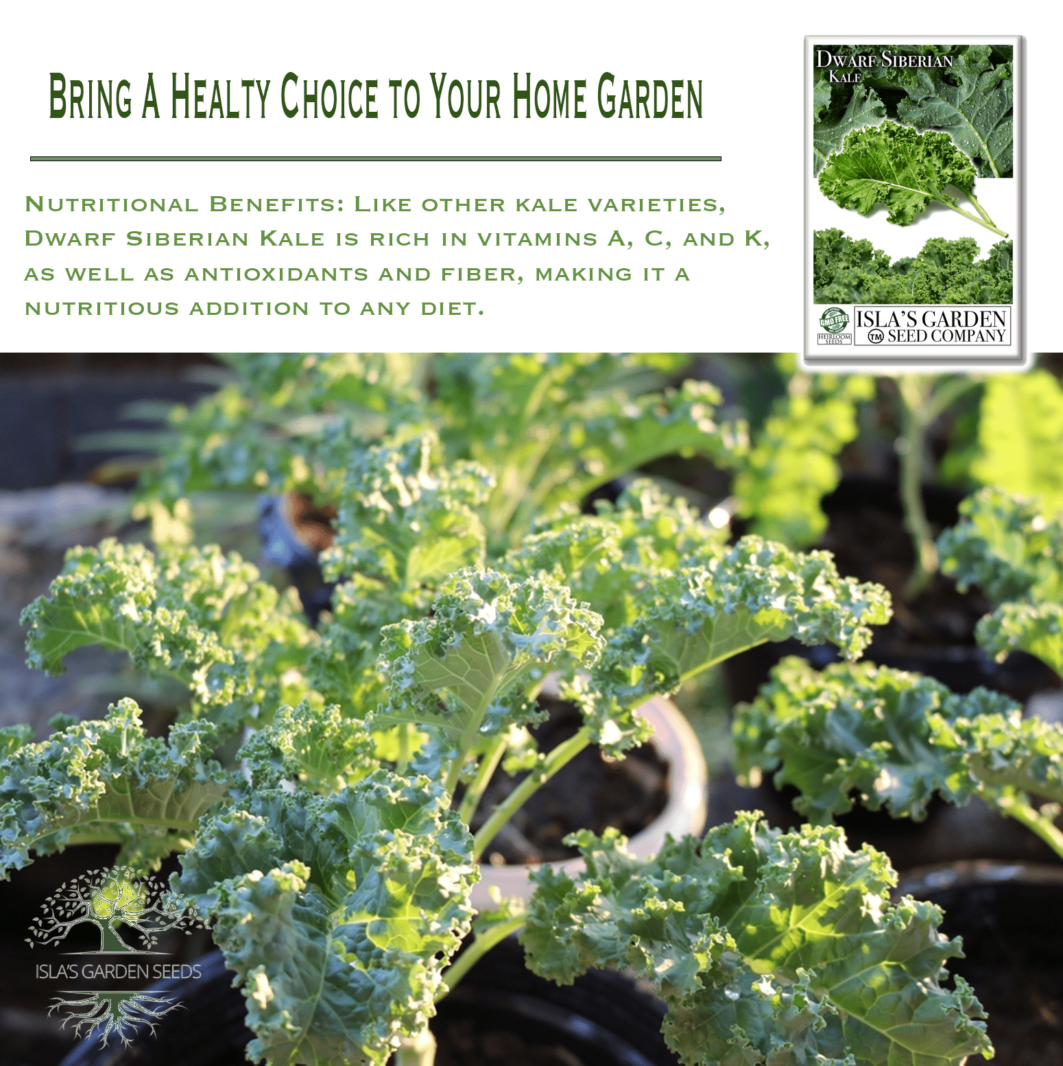 Dwarf Siberian Kale | 500 Seeds/Pk