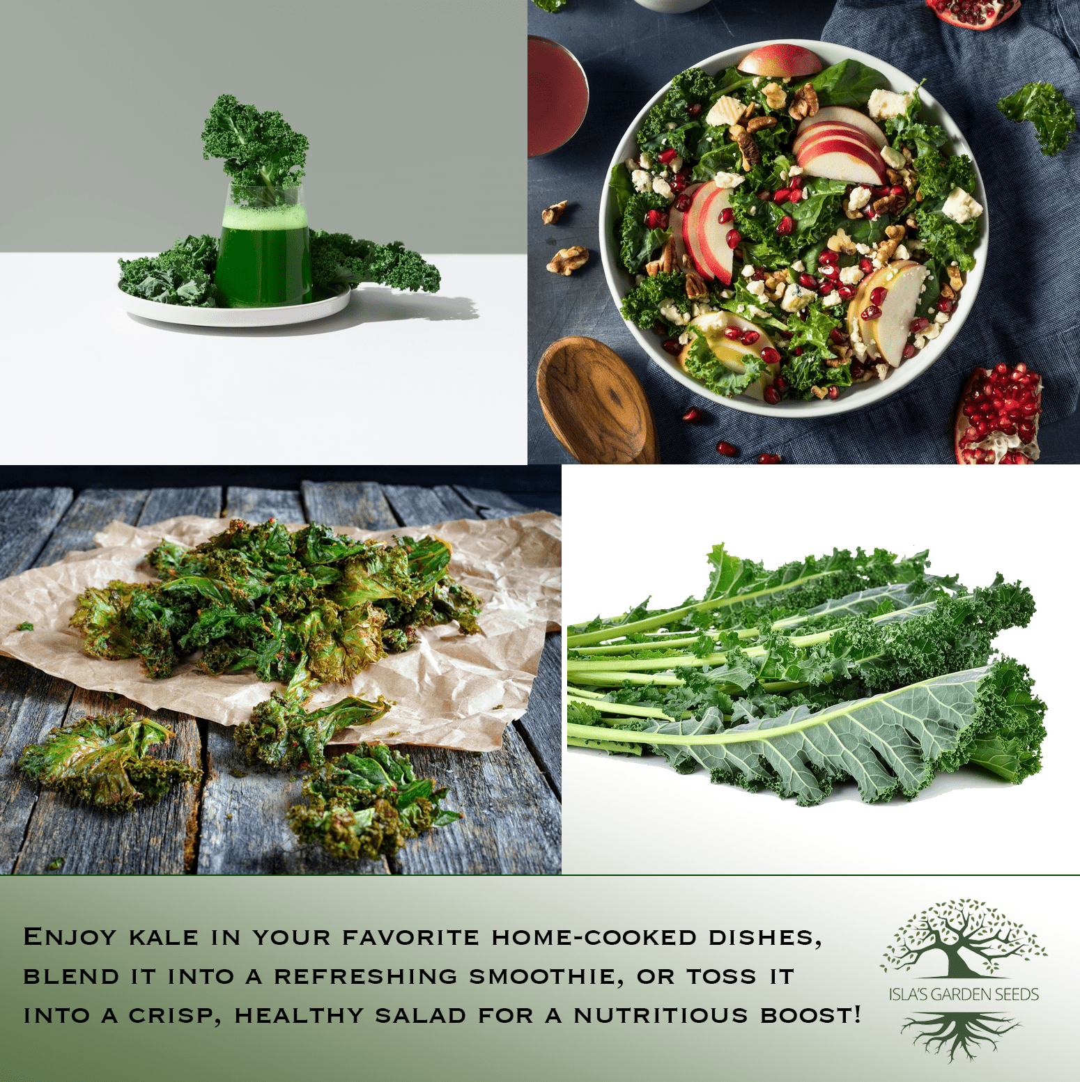 Dwarf Siberian Kale | 500 Seeds/Pk
