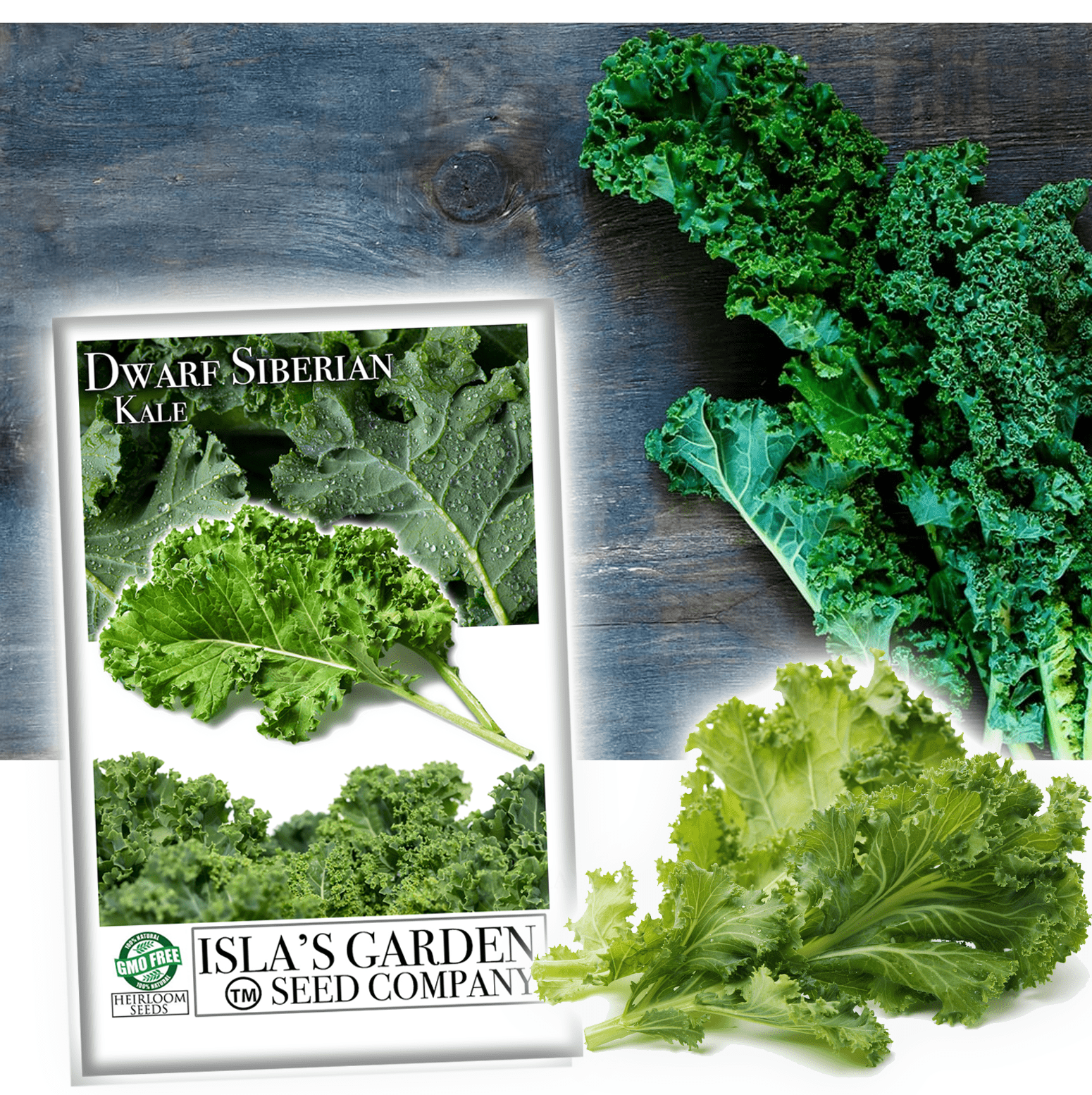 Dwarf Siberian Kale Seeds for Planting, 500+ Heirloom Seeds Per Packet, Isla's Garden Seeds , Non GMO Seeds, Botanical Name: Brassica oleracea, Great Home Garden Gift