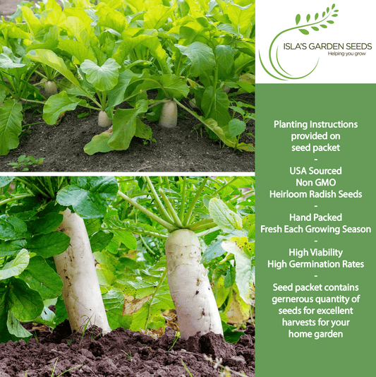 Japanese Minowase Daikon Radish | 100 Seeds/Pk
