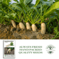 Japanese Minowase Daikon Radish | 100 Seeds/Pk