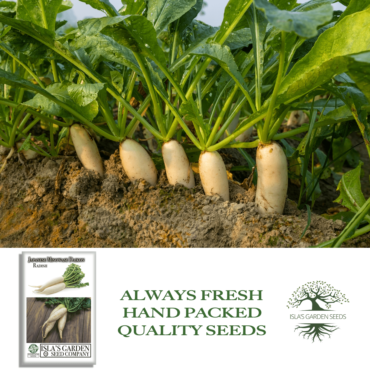 Japanese Minowase Daikon Radish | 100 Seeds/Pk
