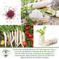 Japanese Minowase Daikon Radish | 100 Seeds/Pk