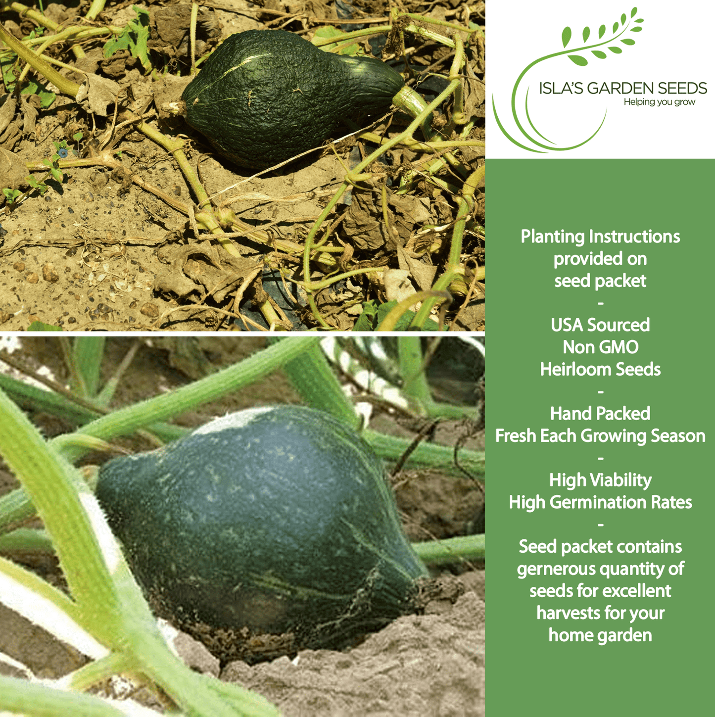 True Green Improved Hubbard Squash | 25 Seeds/Pk