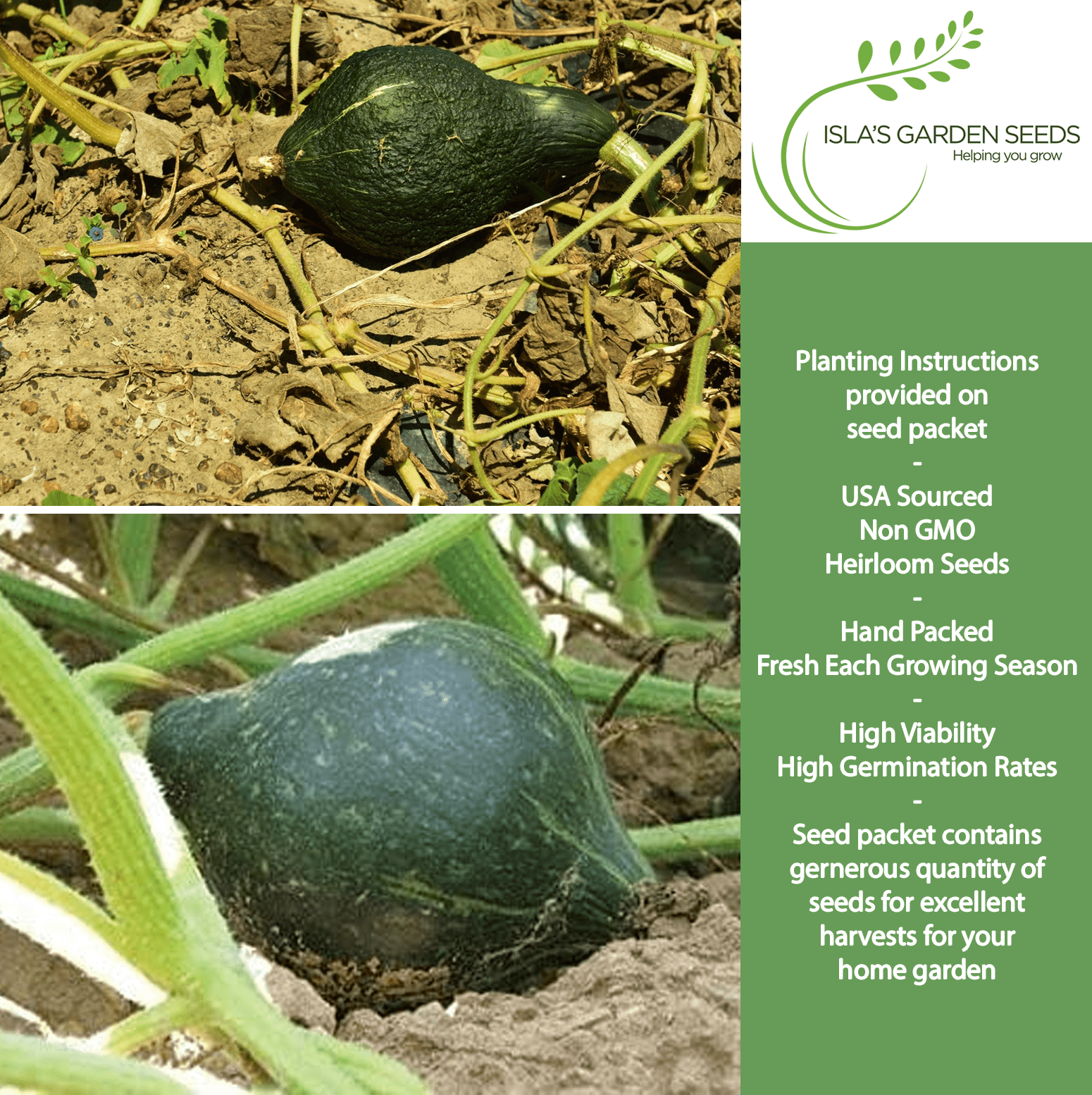 True Green Improved Hubbard Squash | 25 Seeds/Pk