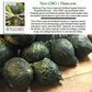 True Green Improved Hubbard Squash | 25 Seeds/Pk