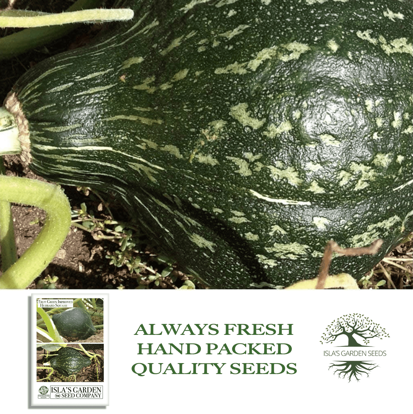 True Green Improved Hubbard Squash | 25 Seeds/Pk