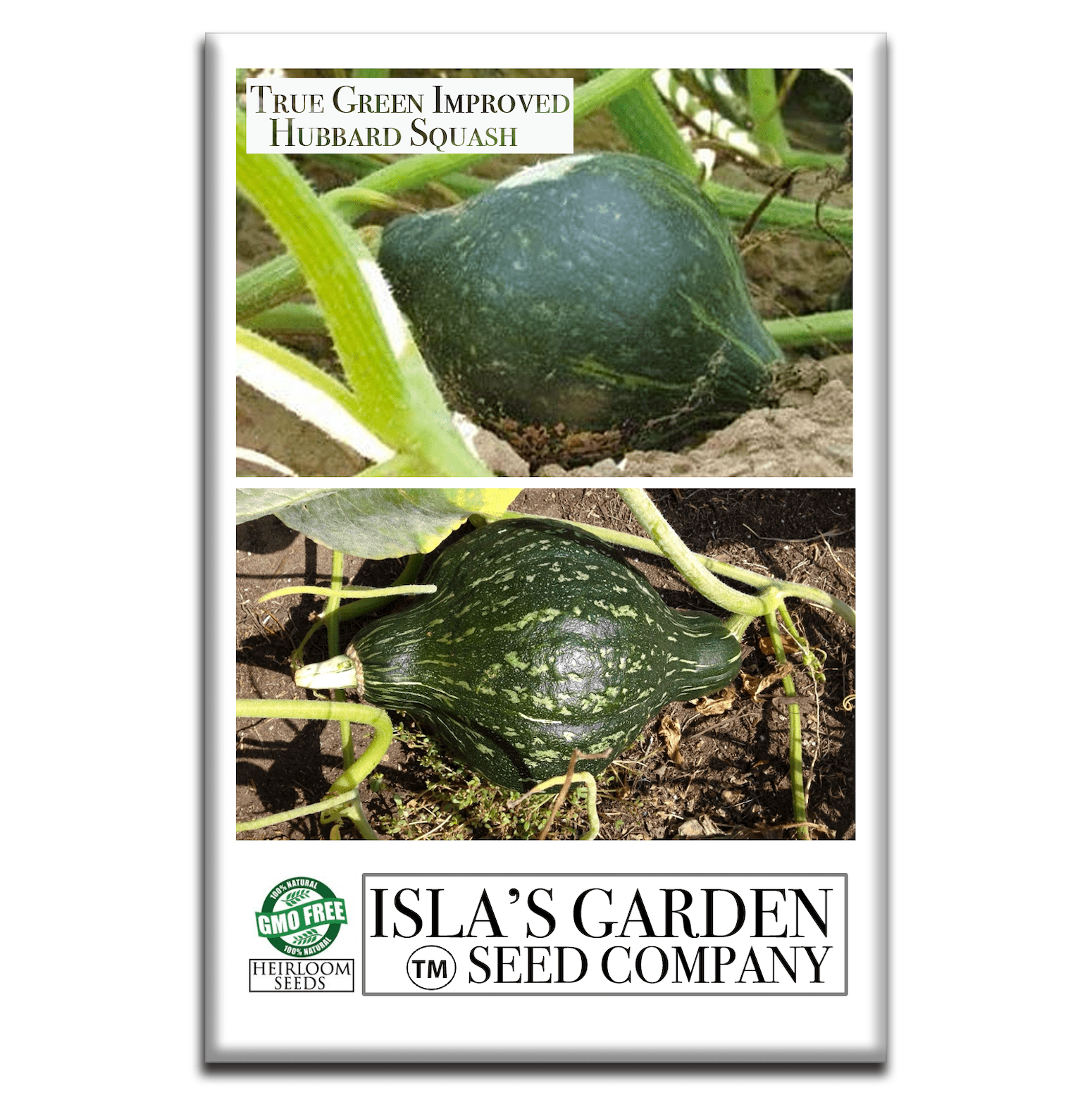 True Green Improved Hubbard Squash | 25 Seeds/Pk