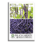 Royal Burgundy Bush Beans | 50 Seeds/Pk