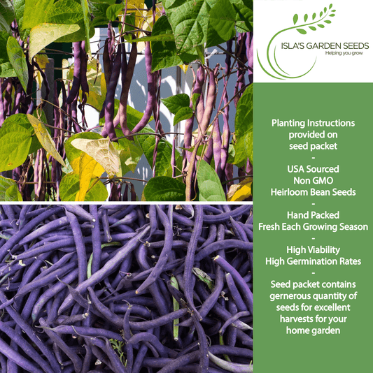 Royal Burgundy Bush Beans | 50 Seeds/Pk
