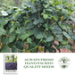 Royal Burgundy Bush Beans | 50 Seeds/Pk