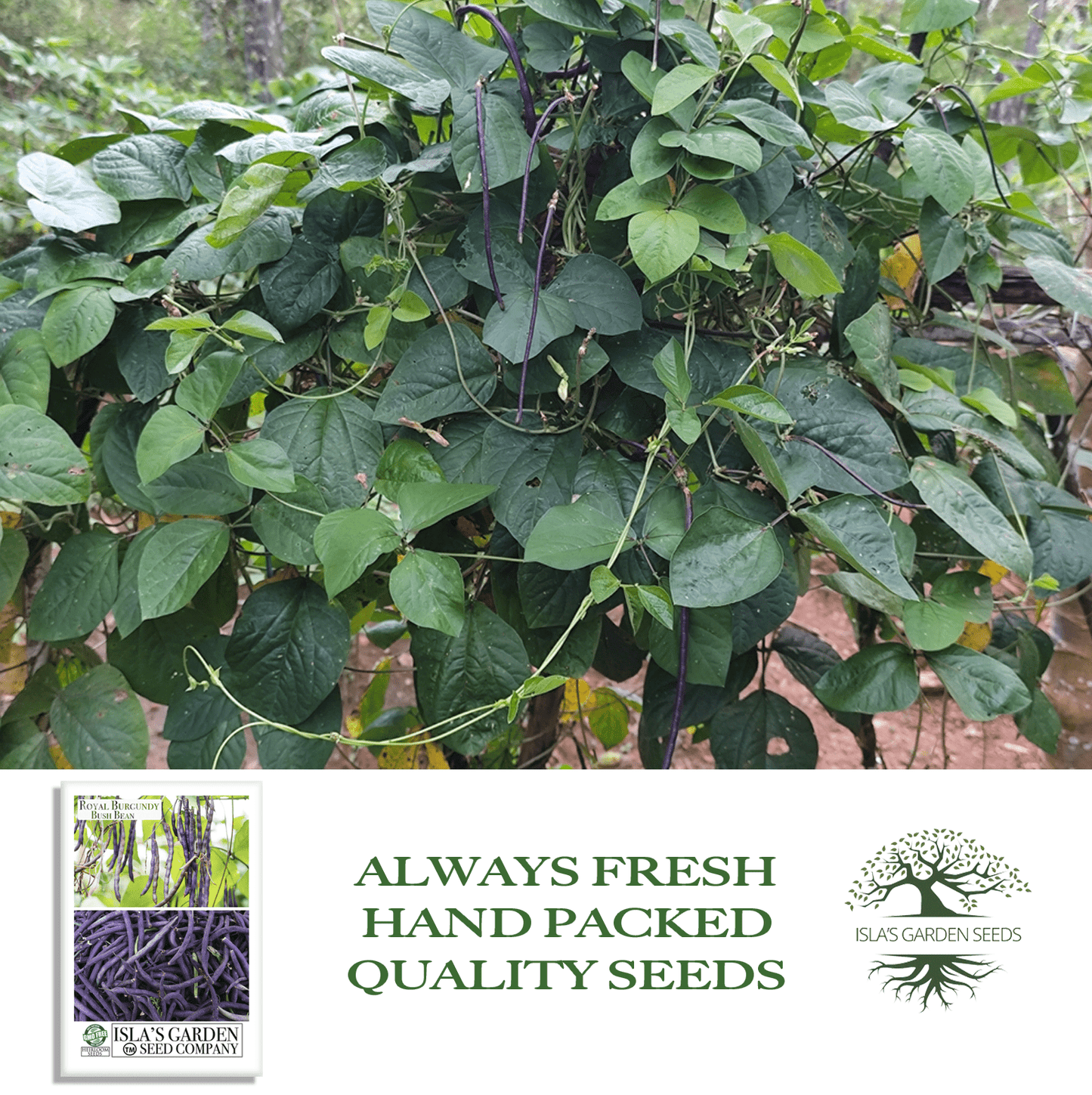 Royal Burgundy Bush Beans | 50 Seeds/Pk
