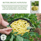Golden Wax Bush Beans | 50 Seeds/Pk