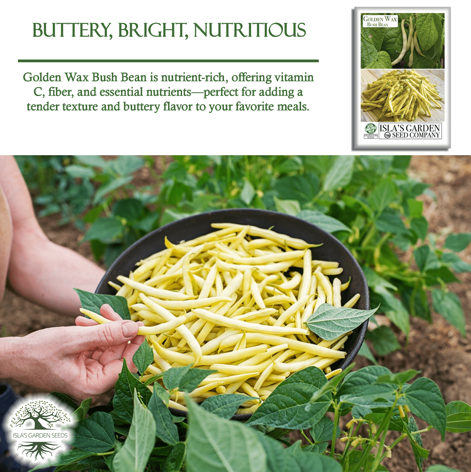 Golden Wax Bush Beans | 50 Seeds/Pk