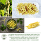 Golden Wax Bush Beans | 50 Seeds/Pk