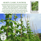 Kentucky Wonder Pole Beans | 30 Seeds/Pk