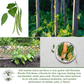 Kentucky Wonder Pole Beans | 30 Seeds/Pk