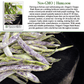 Dragon's Tongue Bush Bean Dragon Langerie , 25 Heirloom Seeds Per Packet, Non GMO Seeds