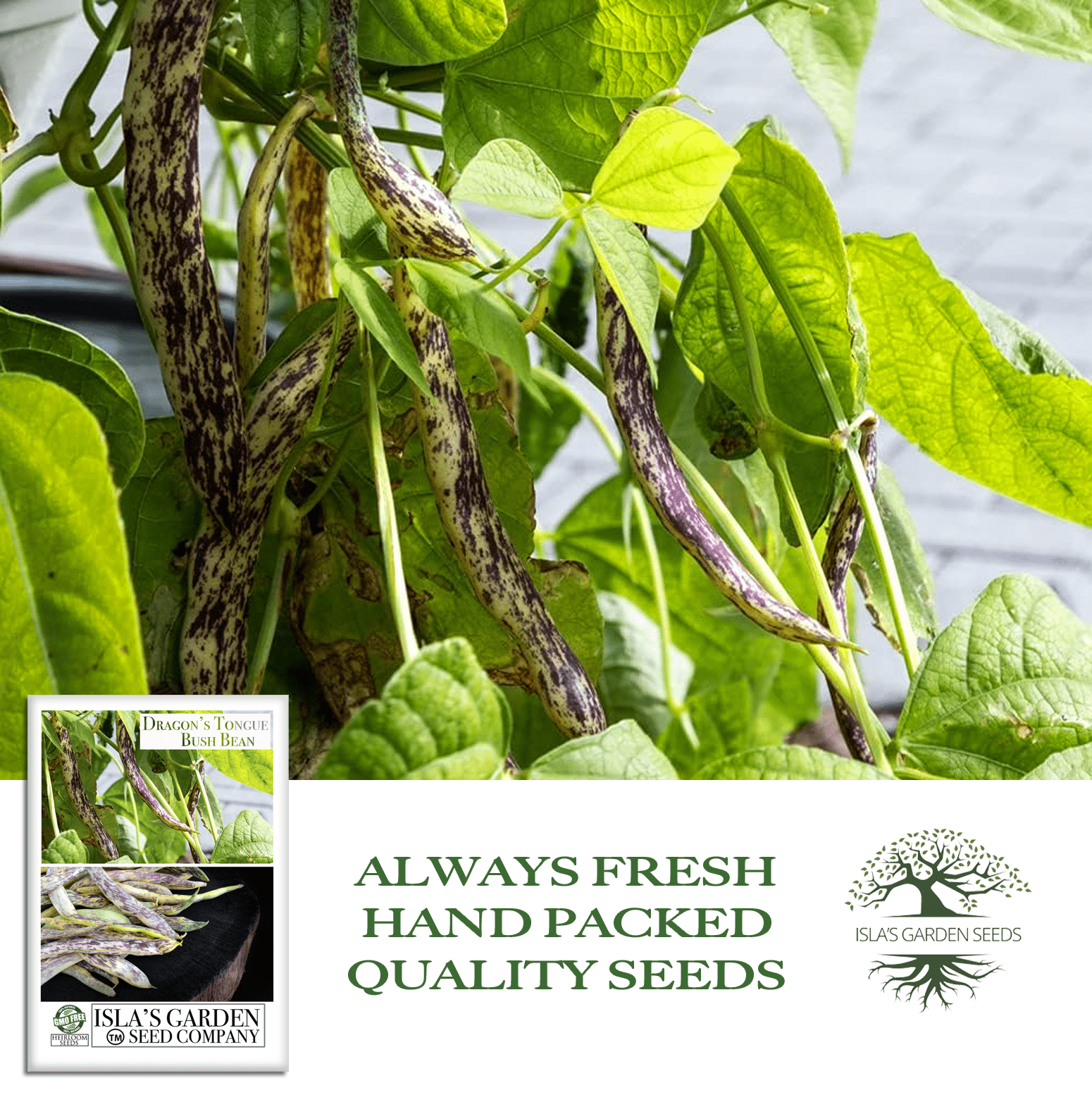 Dragon's Tongue Bush Bean Dragon Langerie , 25 Heirloom Seeds Per Packet, Non GMO Seeds