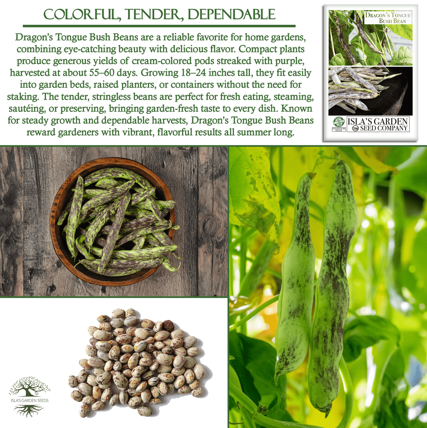 Dragon's Tongue Bush Bean Dragon Langerie , 25 Heirloom Seeds Per Packet, Non GMO Seeds