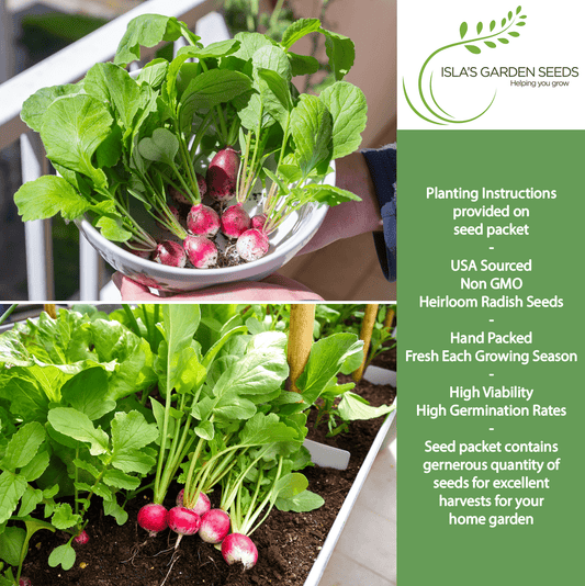 Sparkler White Tip Radish | 100 Seeds/Pk