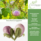 Rosa Bianca Eggplant, 100 Heirloom Seeds Per Packet