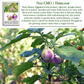 Rosa Bianca Eggplant, 100 Heirloom Seeds Per Packet