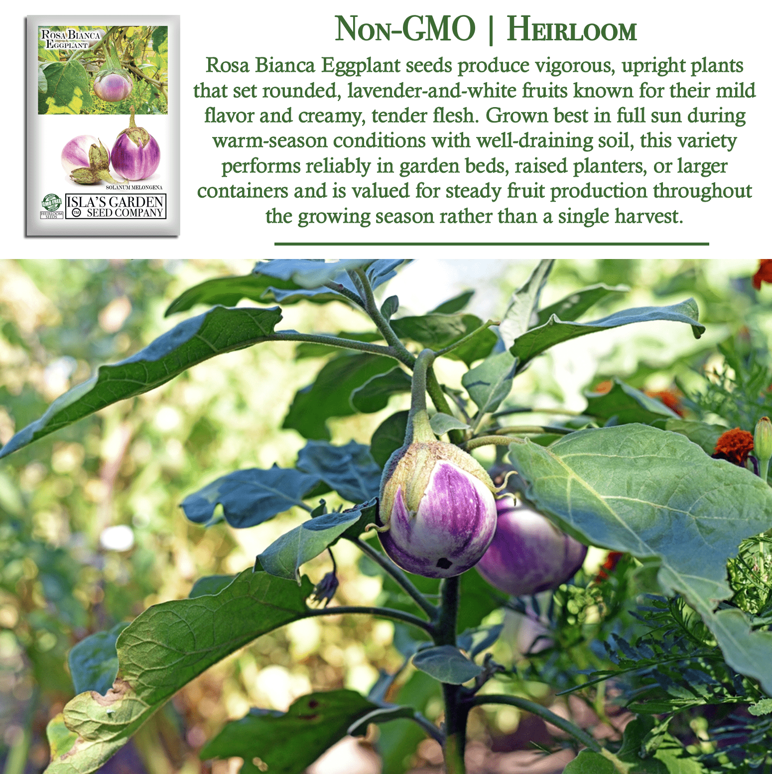 Rosa Bianca Eggplant, 100 Heirloom Seeds Per Packet