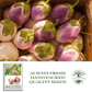 Rosa Bianca Eggplant, 100 Heirloom Seeds Per Packet