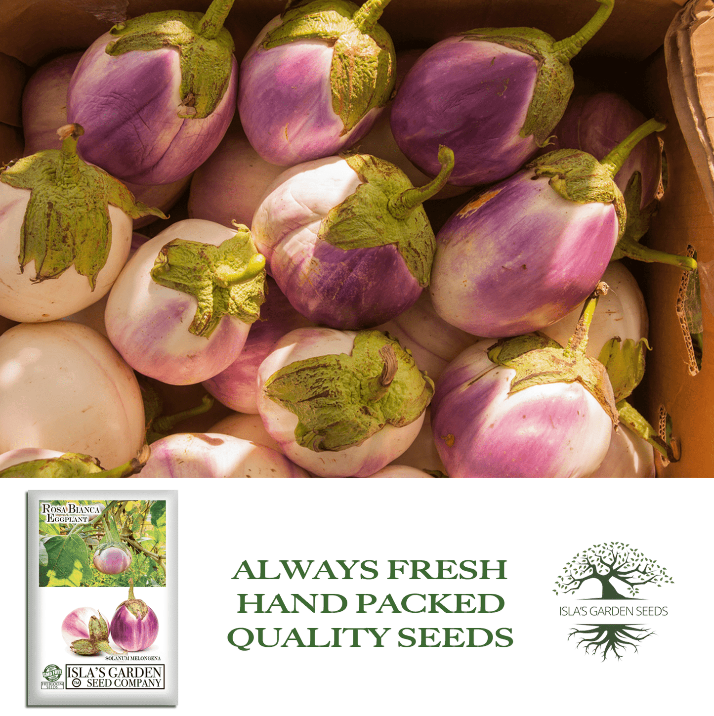 Rosa Bianca Eggplant, 100 Heirloom Seeds Per Packet