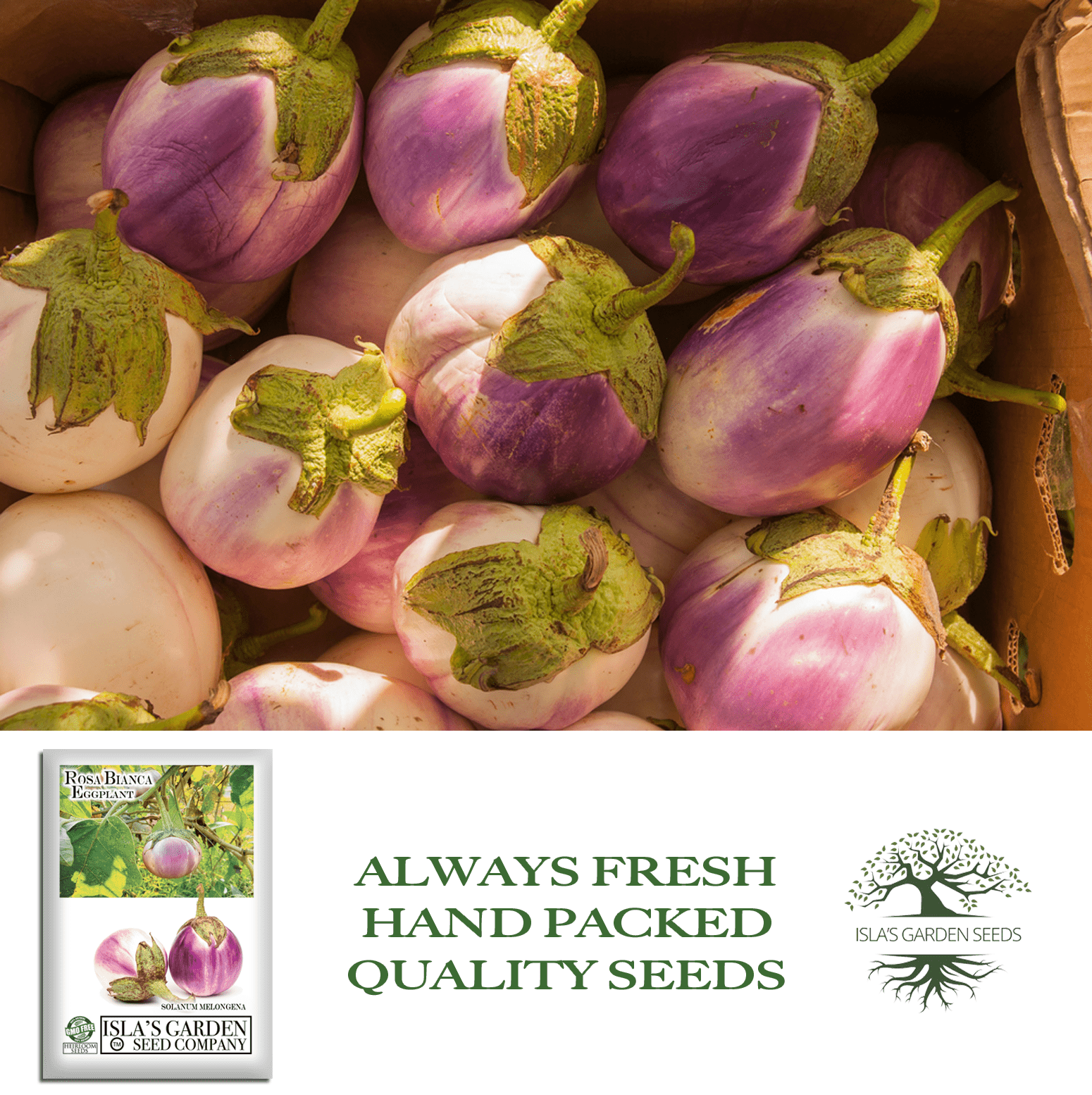 Rosa Bianca Eggplant, 100 Heirloom Seeds Per Packet